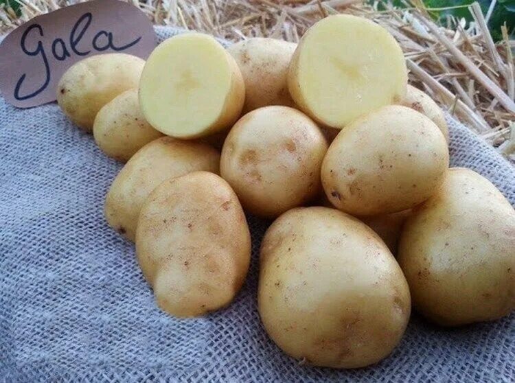 Картошка гала фото описание Пополнение среди сортов СЕМЕННОГО КАРТОФЕЛЯ