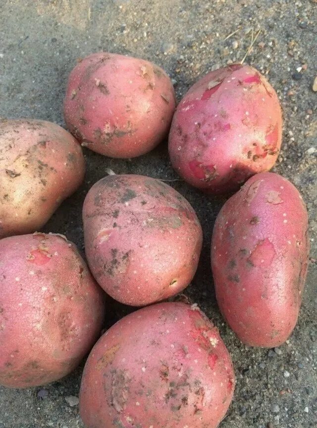Картошка гала фото описание Продам овощи в Моргауши, Картофель, Картошка сорта гала и лаура, отличные вкусов