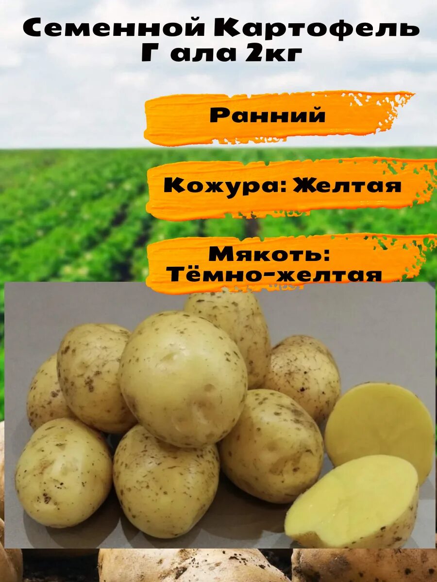 Картошка гала фото описание Семенной картофель "Гала" - купить по выгодным ценам в интернет-магазине OZON (1