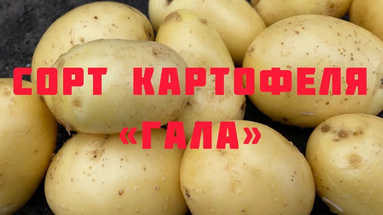 Картошка гала фото описание Сорт картофеля "Гала" - YouTube