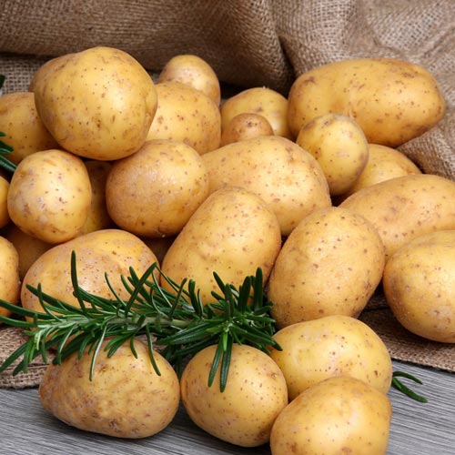 Картошка гала фото описание Картофель Гала (7877): купить картофель почтой в Беларуси интернет-магазин Бекке