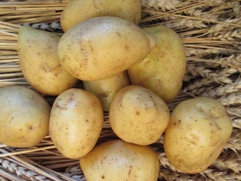 Картошка гала фото описание Клубни Картофель купить по выгодной цене в интернет-магазине OZON (1422727753)