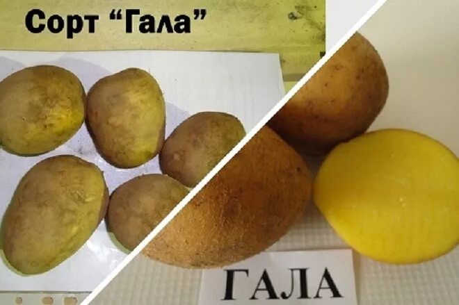 Картошка гала фото описание Семенной картофель Галла: фотогалерея Натуралист Фотогалерея природы на dia-logi