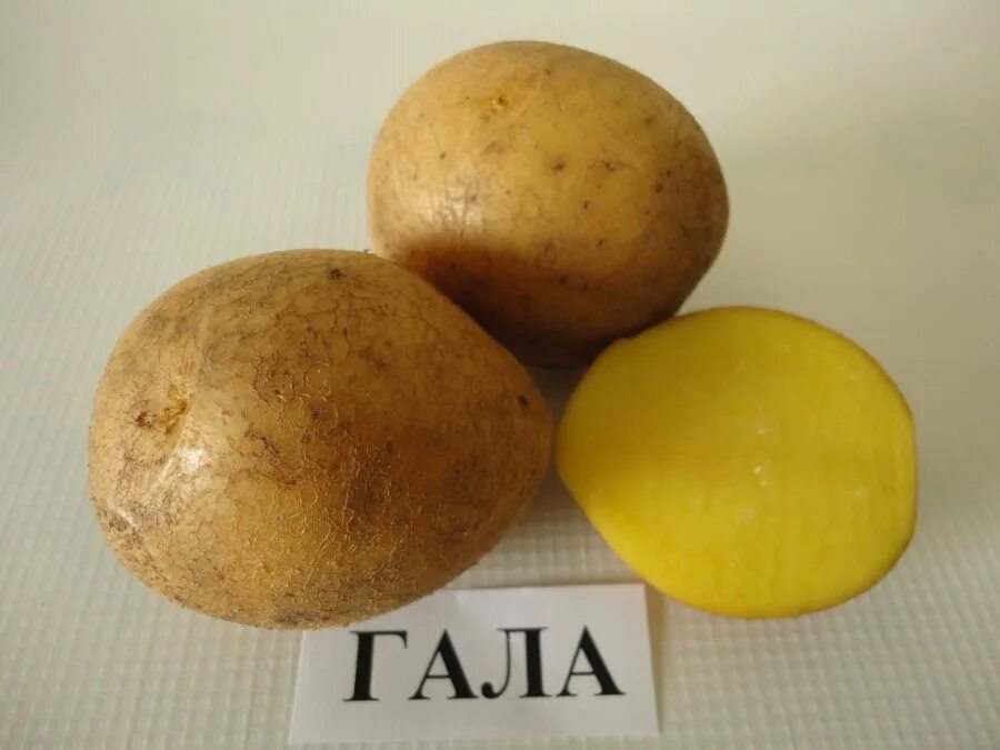 Картошка гала фото описание Клубни Картофель купить по выгодной цене в интернет-магазине OZON (1497188608)