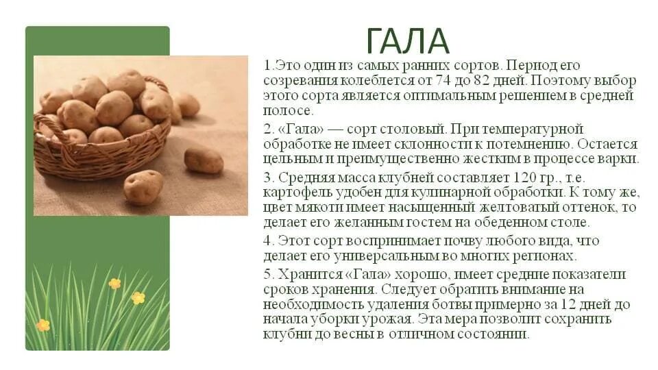 Картошка гала фото описание Гала картофель: характеристика и описание сорта, отзывы про картошку