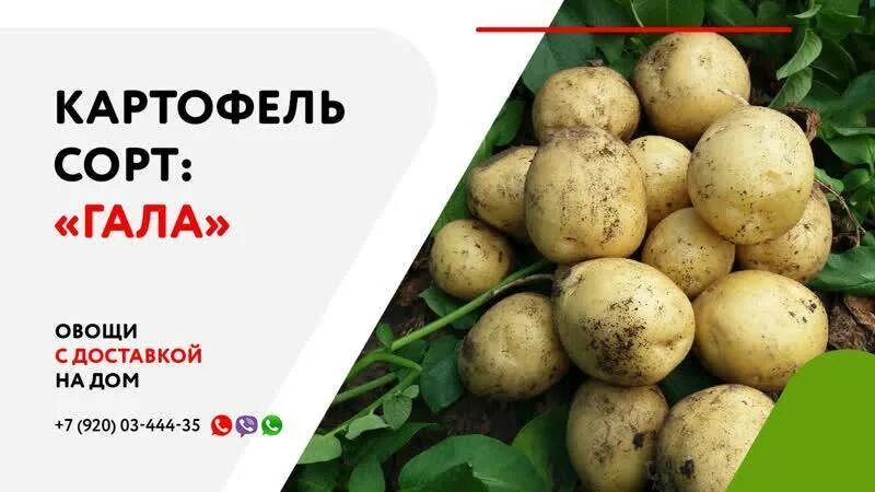 Картошка гала фото описание Картофель Гала: описание и характеристика сорта, посадка и уход, отзывы с фото
