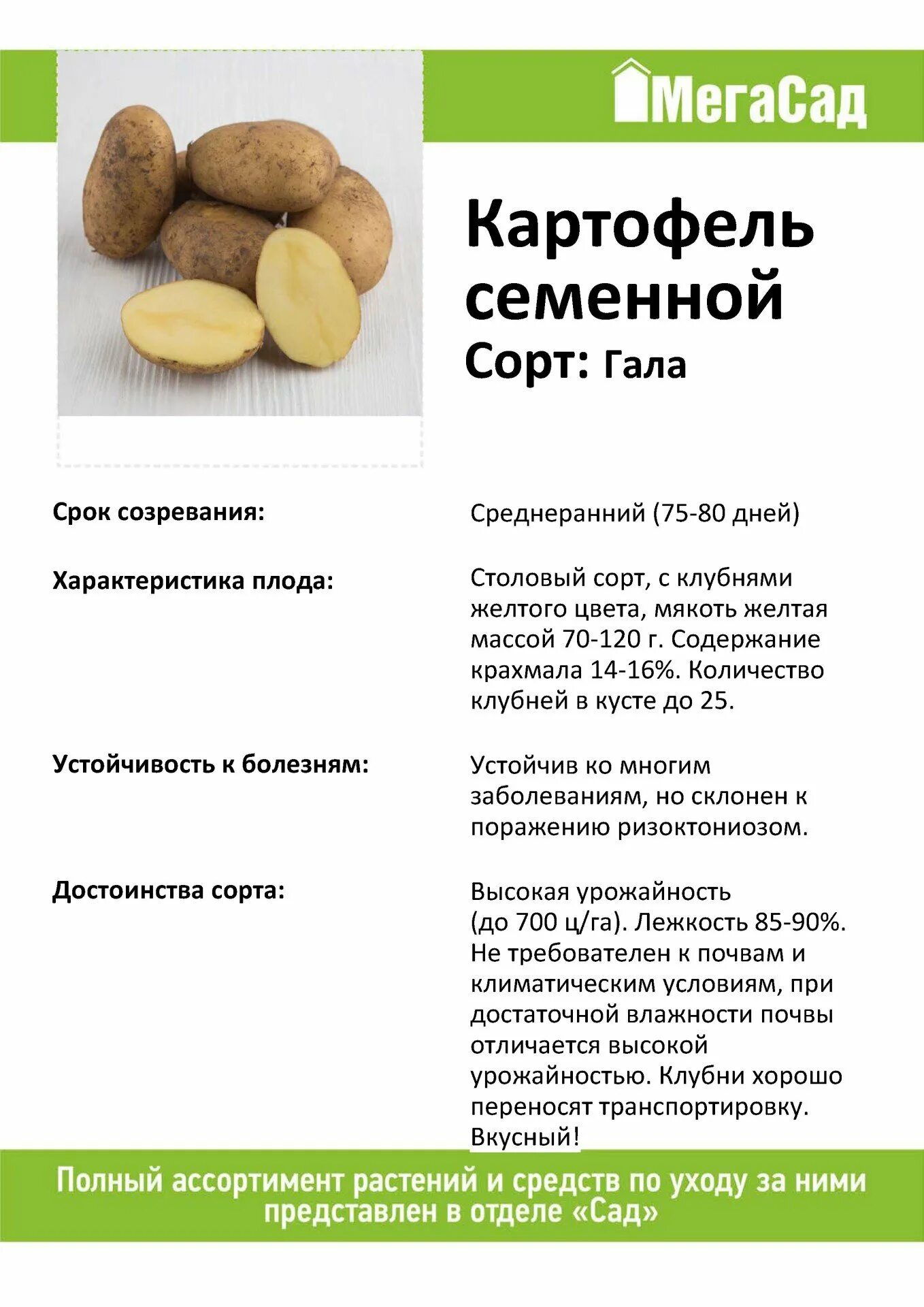 Картошка гала фото описание Картофель семенной 2кг сорт Гала 263535 купить с доставкой в МЕГАСТРОЙ Россия