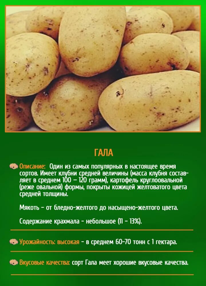 Картошка гала фото описание Сорт гала картофель характеристика фото и отзывы: найдено 87 изображений