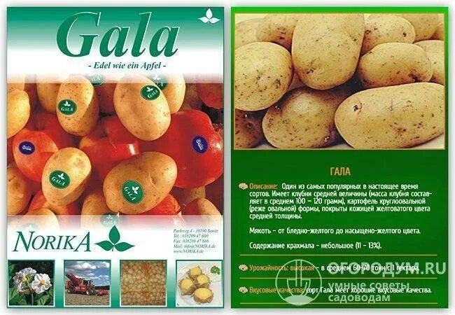 Картошка гала фото описание Картофель Гала: описание и характеристика сорта, посадка и уход, отзывы с фото