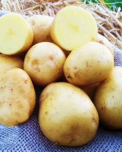 Картошка гала описание сорта фото Семенной картофель Гала - купить в интернет-магазине Агро-Маркет24