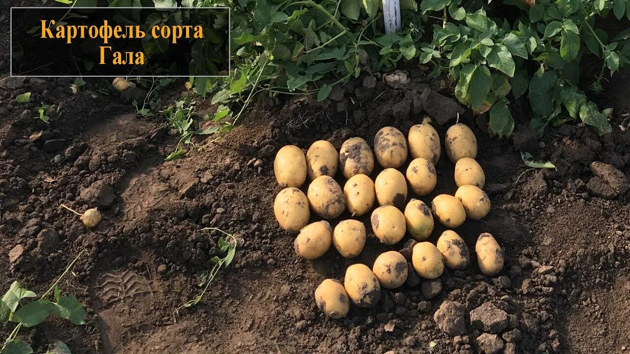 Картошка гала описание сорта фото Картофель сорта Гала - YouTube
