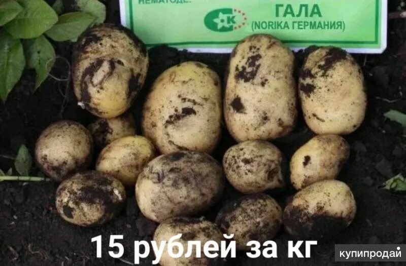 Картошка гала описание сорта фото Картофель в Самаре