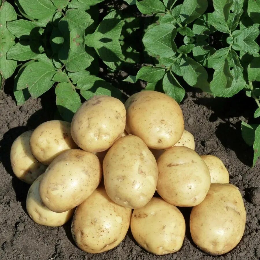Картошка гала описание сорта фото Картофель Семенной Суперэлита Галла купить на OZON по низкой цене
