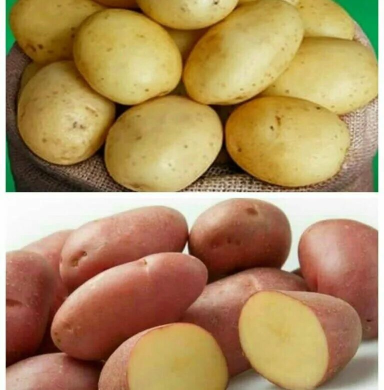Картошка голландка фото Голландский картофель для еды - купить в Северодвинске, цена 250 руб., продано 1
