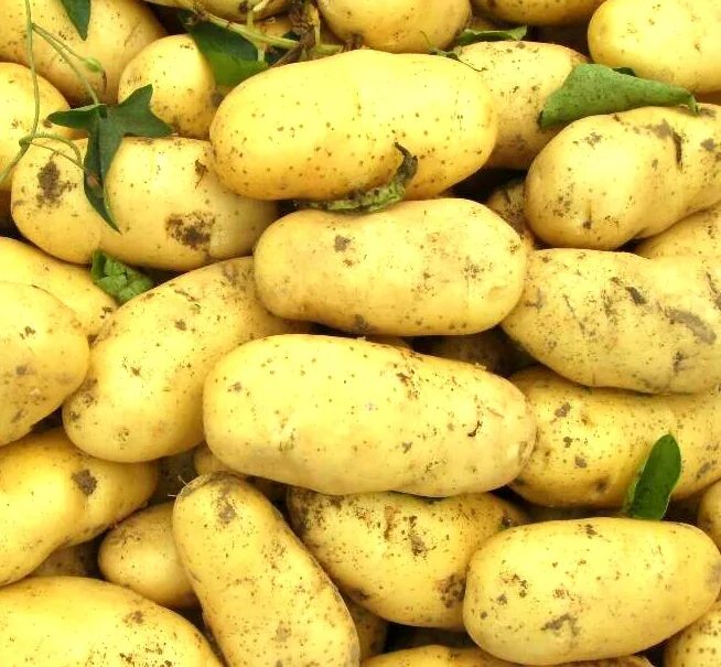 Картошка голландка фото New Fresh Potato Exported to Malaysia - China Fresh Potato and Chinese Potato