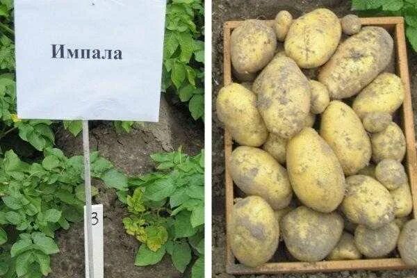 Картошка ильинская описание сорта фото Картофель сорта василёк: описание и характеристика, особенности выращивания и ух