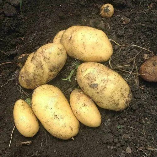 Картошка ильинская описание сорта фото Картофель семенной , Джувел РС-1 у/ранний, светло-желтый семена весовые сетка 10
