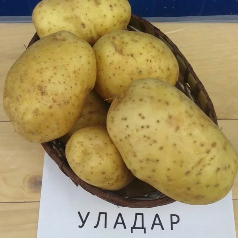 Картошка ильинская описание сорта фото Картофель Уладар 1/Ранний - купить с доставкой почтой, оптом и в розницу, цены, 