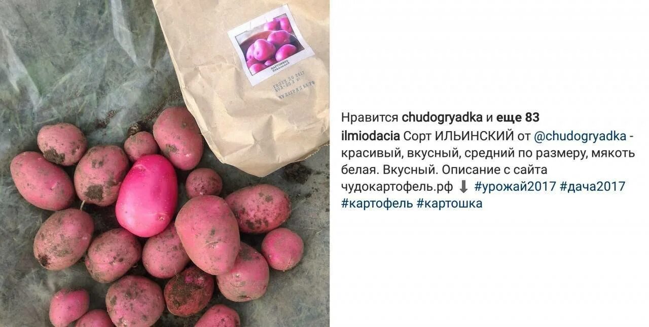 Картошка ильинская описание сорта фото Картофель Рогнеда: описание и характеристика сорта, посадка и уход, отзывы с фот
