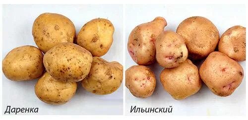 Картошка ильинская описание сорта фото Сорт картофеля Ильинский: описание, фото, выращивание, уход, отзывы