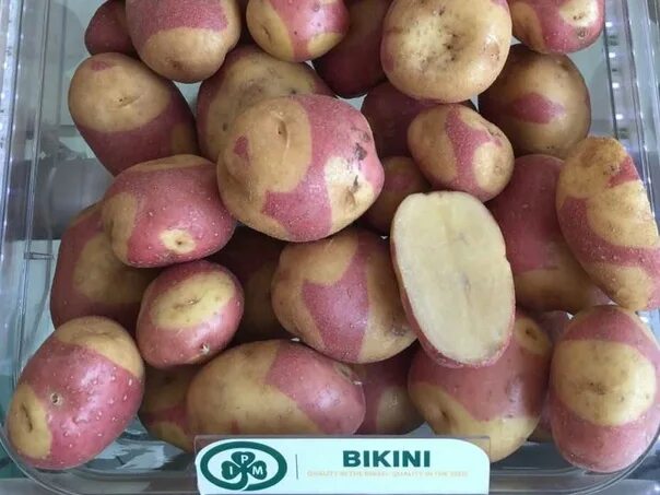 Картошка кофта юбка фото Bikini (Bikini) Common characteristic: Irish early potato variety with oval, ali