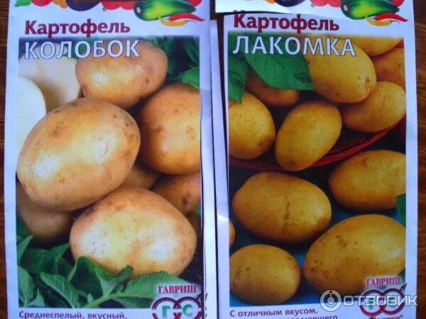 Картошка колобок описание сорта фото отзывы Отзыв о Семена картофеля Гавриш "Колобок" Если это не подделка, то качество семя
