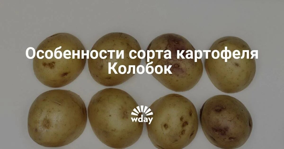 Картошка колобок описание сорта фото отзывы Картофель Колобок: описание и характеристика сорта, посадка и уход, фото с отзыв