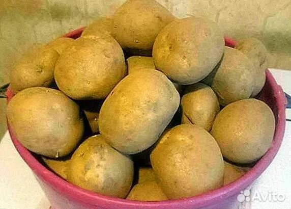 Картошка колобок описание сорта фото отзывы Картофель купить в Иркутске Товары для дома и дачи Авито