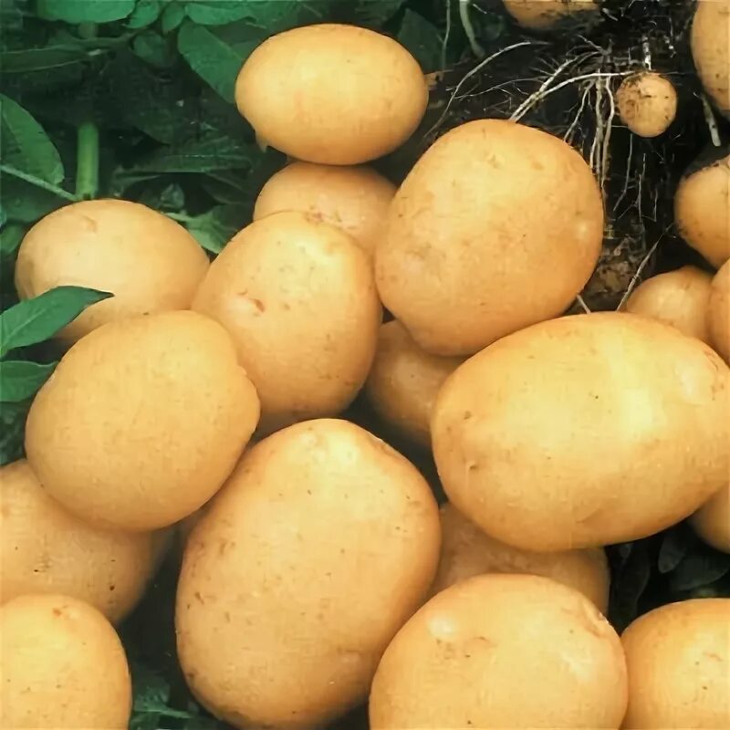 Картошка колобок описание сорта фото отзывы Купить Семенной картофель Колобок в интернет магазине. Недорого. Цена на страниц