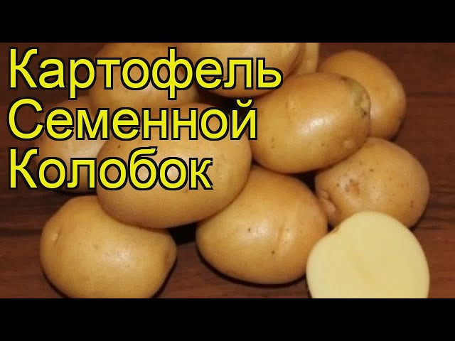 Картошка колобок описание сорта фото отзывы Картошка колобок описание сорта фото отзывы фото