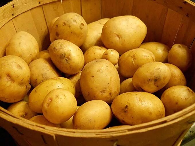 Картошка колобок описание сорта фото отзывы Pin on Potato plant