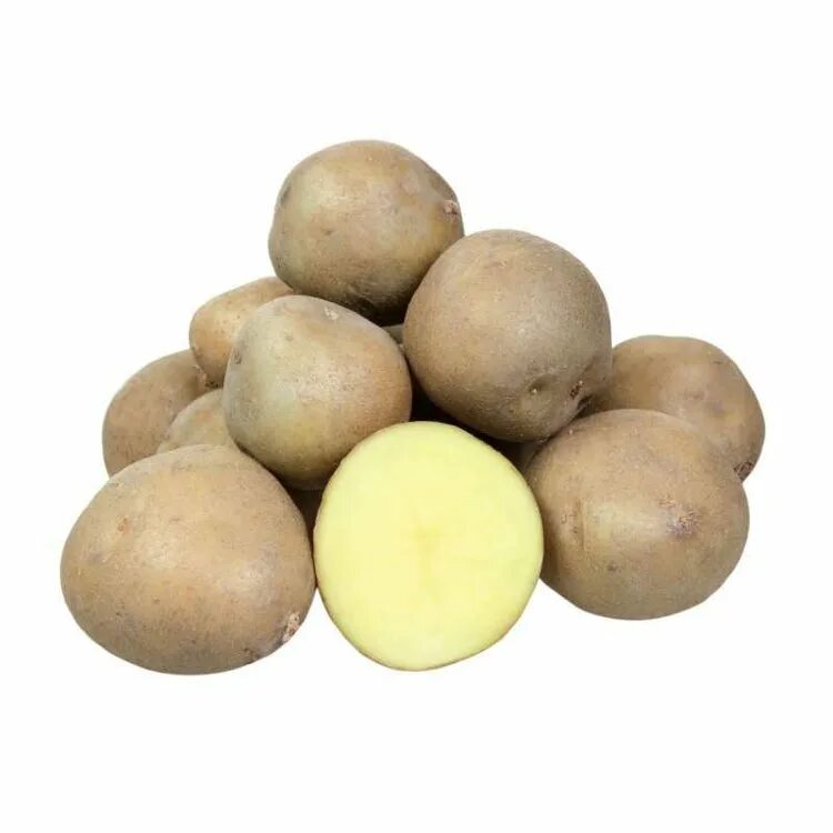 Картошка колобок описание сорта фото отзывы Купить семенной картофель Колобок в Москве в интернет магазине RassadaCity.ru
