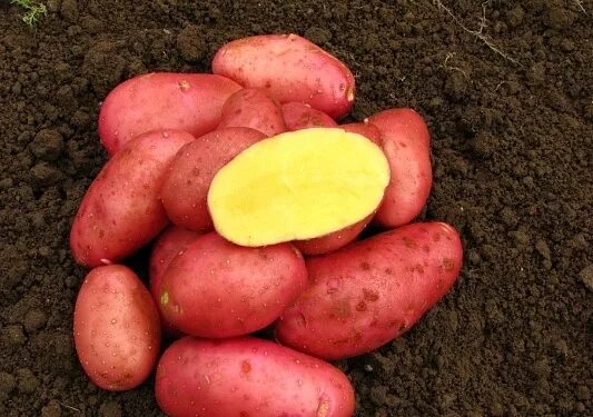 Картошка красная сорта и фото названиями Насіння картопля Ред фентезі Європлант