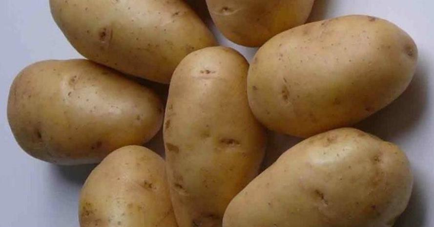 Картошка лилея описание сорта фото отзывы Картофель Зорачка: описание сорта, фото, отзывы, вкусовые качества, посадка и ух