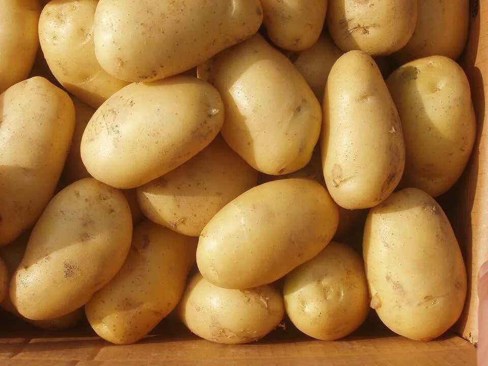 Картошка лилея описание сорта фото отзывы fresh potato (China Trading Company) - Fresh Vegetables - Agricultural Products 