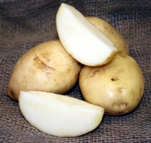 Картошка лилея описание сорта фото отзывы kennebec potatoes