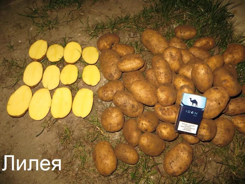Картошка лилея описание сорта фото отзывы Картофель Лилея: описание, выращивание, отзывы - Картофель