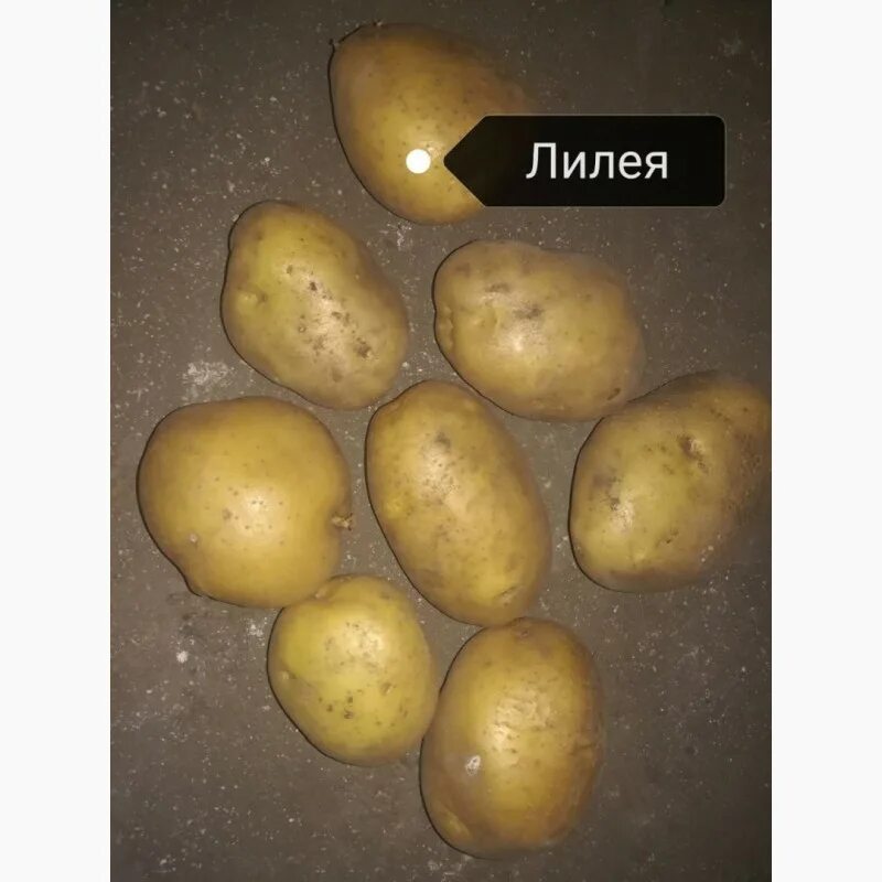 Картошка лилея описание сорта фото отзывы Картофель Лилея: описание и характеристика сорта, посадка и уход, отзывы с фото