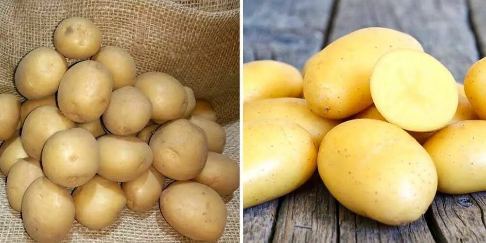 Картошка лилея описание сорта фото отзывы Клубни Картофель купить по выгодной цене в интернет-магазине OZON (1504264865)