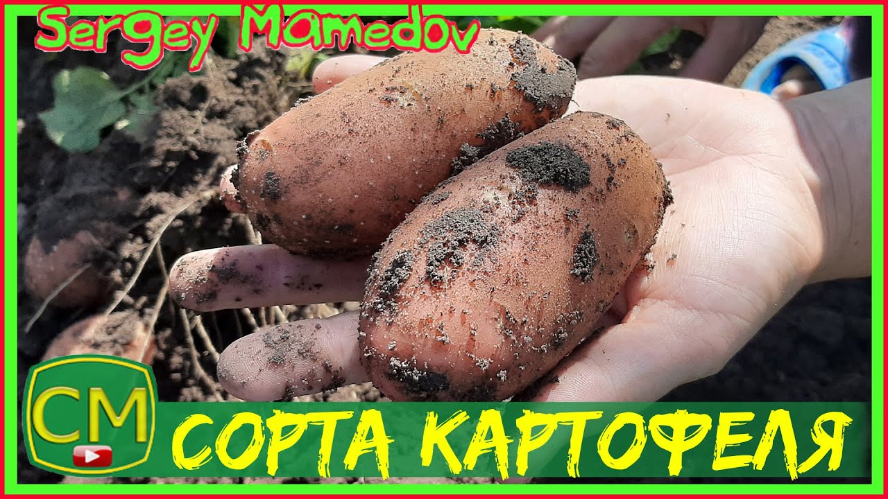 Картошка лимонка описание сорта фото Сорта картофеля. Лимонка, Королева Анна, Журавушка. - YouTube