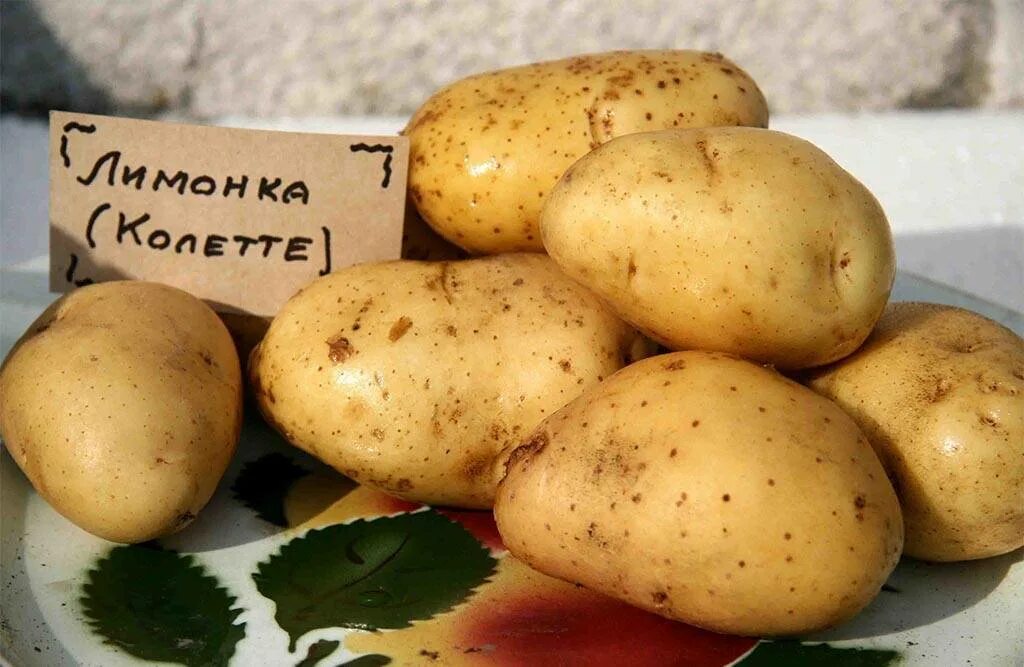 Картошка лимонка описание сорта фото Фотографии сорта картофеля Пикассо Натуралист Фотогалерея природы на dia-logika.