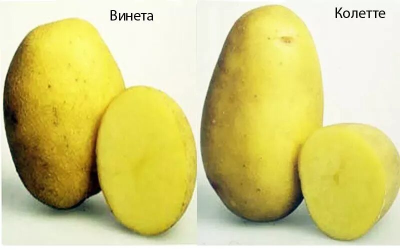 Картошка лимонка описание сорта фото Картофель сорт желтый описание сорта: найдено 88 картинок