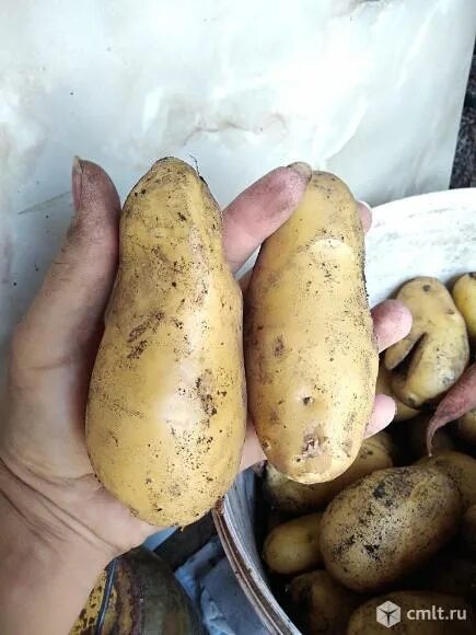 Картошка лимонка описание сорта фото Картофель - Воронеж - Доска объявлений Камелот