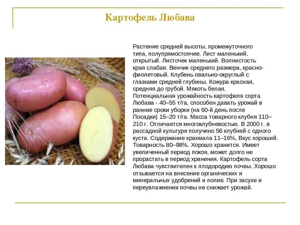Картошка любава описание сорта фото Картофель Гала: описание и характеристика сорта, посадка и уход, отзывы с фото