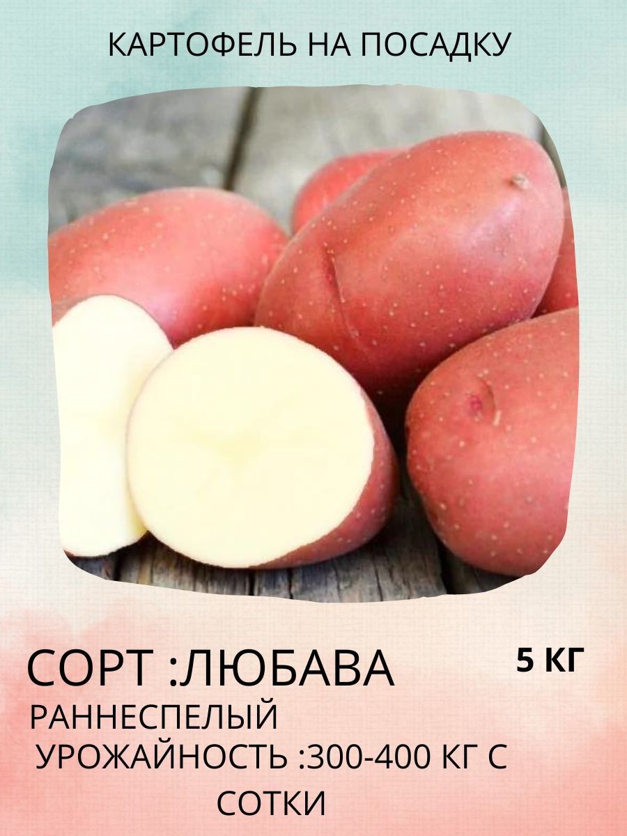 Картошка любава описание сорта фото Клубни Картофель купить по выгодной цене в интернет-магазине OZON