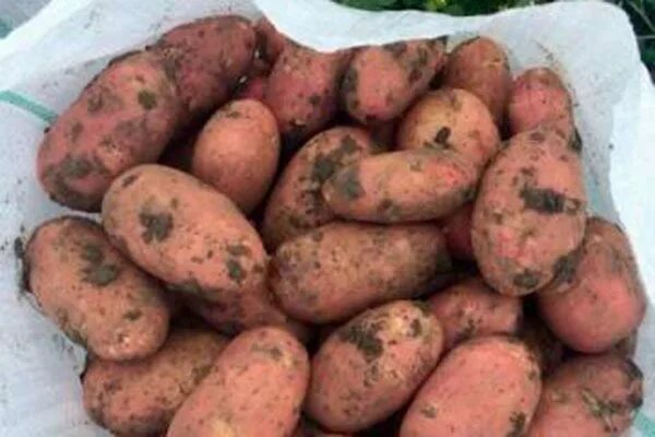 Картошка любава описание сорта фото Картофель Любава: описание сорта с фото, отзывы
