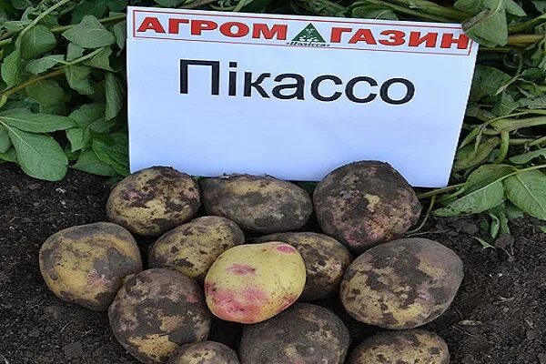 Картошка пикассо фото Опис сорту картоплі Пікассо, його характеристика та врожайність