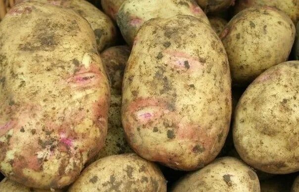 Картошка пикассо описание сорта фото отзывы Продам картофель. Сорт Пикассо(крупный). Цена 30 руб/кг. 89518538734 2022 Барахо