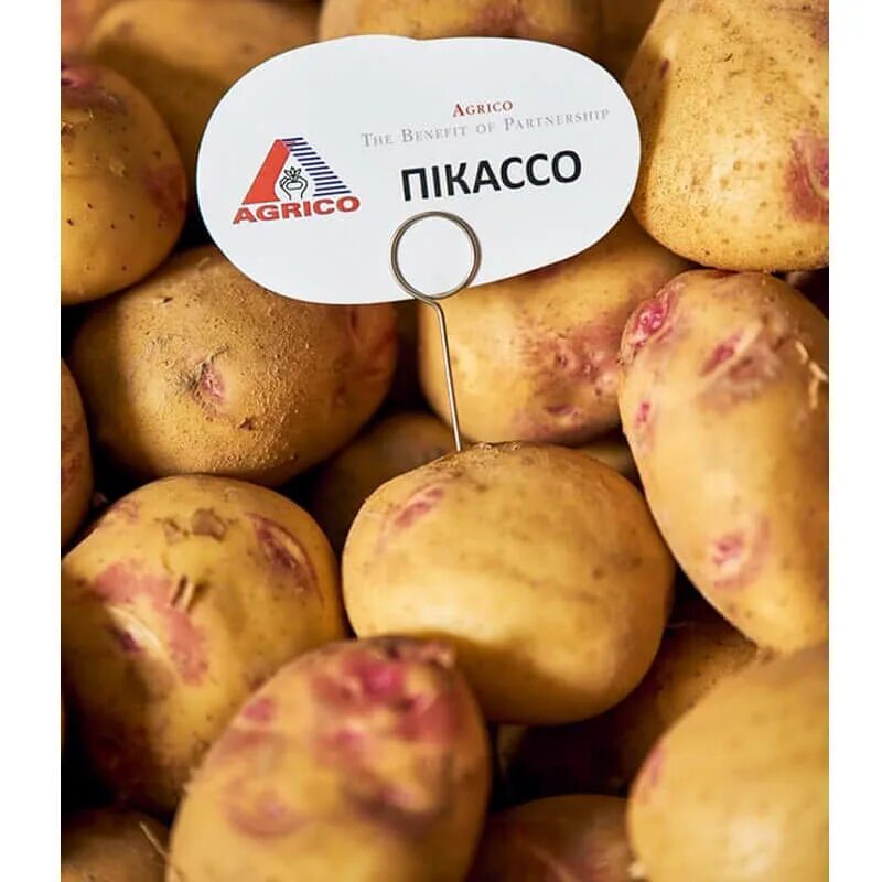 Картошка пикассо описание сорта фото отзывы Семенной картофель Пикассо, AGRIKO купить по цене 135.00 грн. Семка