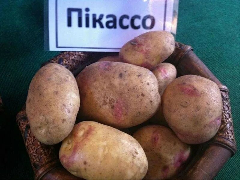 Картошка пикассо описание сорта фото отзывы Куплю посадочный картофель сорт Пикассо(ведро) 2023 Калязин Объявления Услуги ВК